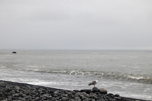 View of a seagull standing on a rocky beach with crashing waves under an overcast sky along the Lost Coast in Humboldt County California United States.