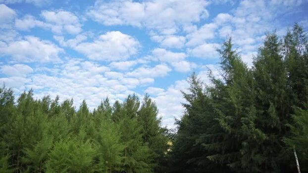 View of lush green pine trees and cloudy sky in Bangladesh.