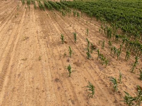 Aerial view of young green maize crops growing in rows across a reddish brown sandy field in Bloemfontein Free State South Africa.
