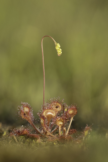 View of a Common Sundew plant with sticky dew covered red tentacles and a tall flowering stalk in a mossy habitat in the United Kingdom. View of a Common Sundew plant with sticky dew covered red tentacles and a tall flowering stalk in a mossy habitat in the United Kingdom.