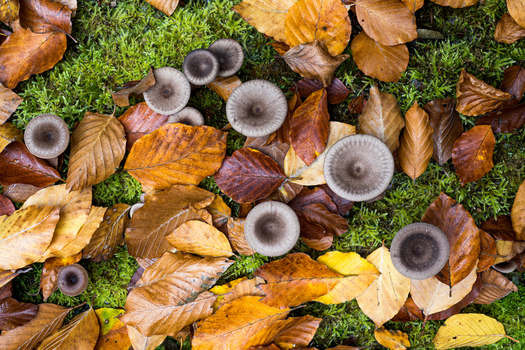 View of mushrooms growing among fallen autumn leaves on mossy ground in Debrzno Pomeranian Voivodeship Poland. View of mushrooms growing among fallen autumn leaves on mossy ground in Debrzno Pomeranian Voivodeship Poland.