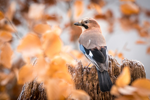 View of a Eurasian jay perched on a weathered frost covered tree stump surrounded by golden brown autumn leaves in Debrzno Pomeranian Voivodeshi Poland.