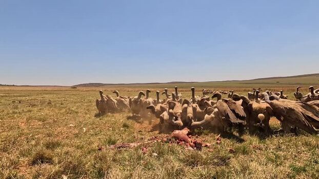 View of a large group of vultures feeding South Africa. View of a large group of vultures feeding South Africa.