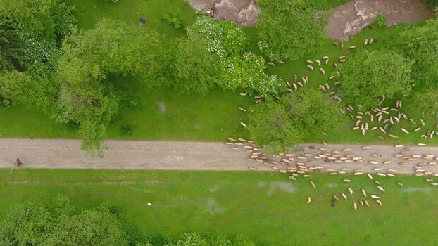 Aerial view of sheep flock on a dirt path in Romania. Aerial view of sheep flock on a dirt path in Romania.