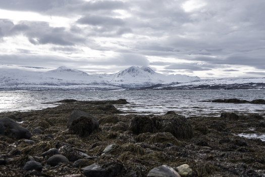 View of snow capped mountains across a fjord from a rocky shoreline with seaweed under a cloudy sky Tromso Troms Norway.