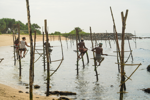 Sri Lanka 03 February 2026 View of traditional stilt fishermen sitting on wooden poles in the shallow ocean water near a sandy beach with tropical trees.