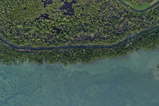 Aerial view of dense mangrove forests along the coastline with a narrow waterway winding through the trees and shallow turquoise waters in Maginti South East Sulawesi Indonesia. Aerial view of dense mangrove forests along the coastline with a narrow waterway winding through the trees and shallow turquoise waters in Maginti South East Sulawesi Indonesia.