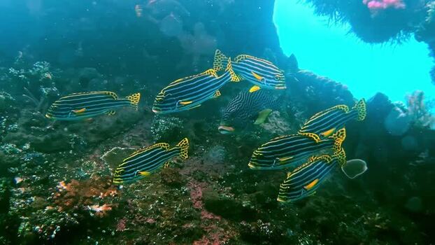View of striped sweetlips swimming near a coral reef in Indonesia.