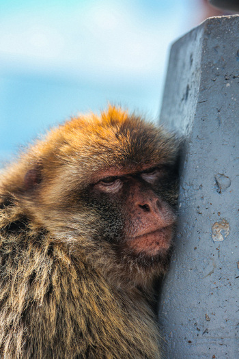 View of a Barbary macaque rests its head against a weathered stone pillar its fur a blend of browns and grays against a backdrop of blurred blue Gibraltar Gibraltar. View of a Barbary macaque rests its head against a weathered stone pillar its fur a blend of browns and grays against a backdrop of blurred blue Gibraltar Gibraltar.