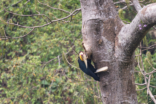 View of a Wreathed Hornbill perched on a large tree trunk amidst the dense foliage of a tropical forest in Dehong Dai and Jingpo Autonomous Prefecture Yunnan China. View of a Wreathed Hornbill perched on a large tree trunk amidst the dense foliage of a tropical forest in Dehong Dai and Jingpo Autonomous Prefecture Yunnan China.