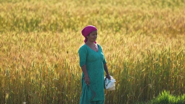 View of a woman standing in a golden wheat field Nepal.