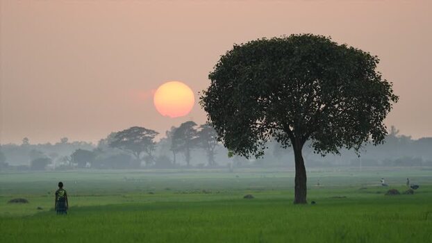 View of a large tree in a green field at sunset Bangladesh. View of a large tree in a green field at sunset Bangladesh.