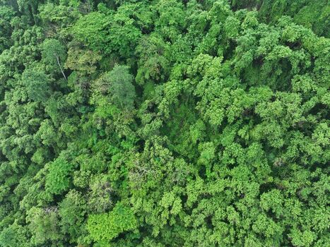 Aerial view of dense tropical forest canopy with lush green trees and varied foliage textures Yogyakarta Special Region of Yogyakarta Indonesia. Aerial view of dense tropical forest canopy with lush green trees and varied foliage textures Yogyakarta Special Region of Yogyakarta Indonesia.