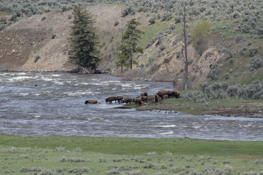 View of a herd of bison grazing and drinking by the river in Yellowstone National Park Wyoming United States. View of a herd of bison grazing and drinking by the river in Yellowstone National Park Wyoming United States.