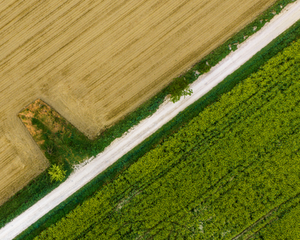 Aerial view of a white dirt road dividing golden harvested fields and lush green crops in the Valdarno valley Florence Tuscany Italy. Aerial view of a white dirt road dividing golden harvested fields and lush green crops in the Valdarno valley Florence Tuscany Italy.