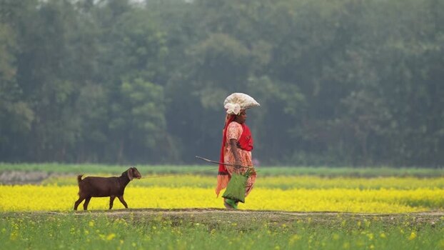 View of a woman walking with a goat in mustard fields Bangladesh.