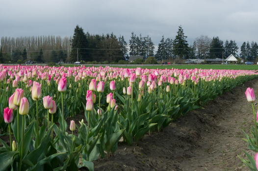 View of vibrant pink and white tulips blooming in rows across a field with green foliage and dirt furrows under an overcast sky in La Conner Washington United States.