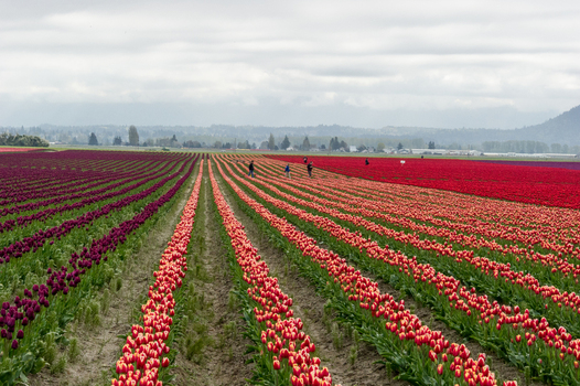 View of rows of vibrant purple red and orange tulips in a field with people walking in the distance under a cloudy sky in La Conner Washington United States.