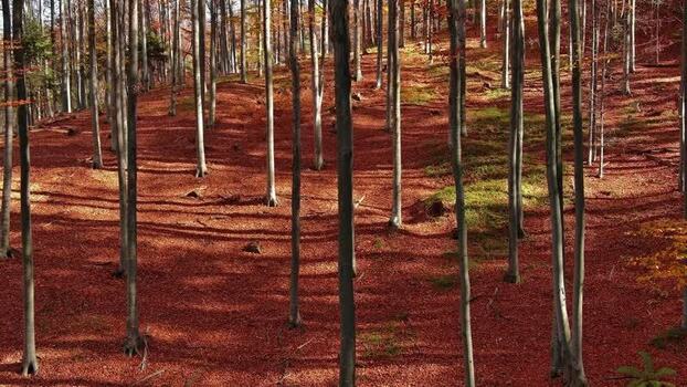 Aerial view of autumn forest with red leaves in ROMANIA. Aerial view of autumn forest with red leaves in ROMANIA.