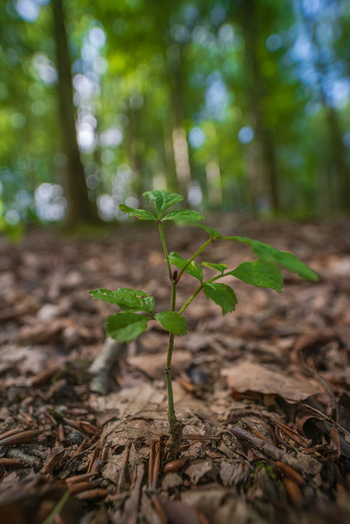 View of a small green sapling growing from the forest floor covered in dry leaves and twigs in Deer Park Looe Cornwall United Kingdom. View of a small green sapling growing from the forest floor covered in dry leaves and twigs in Deer Park Looe Cornwall United Kingdom.