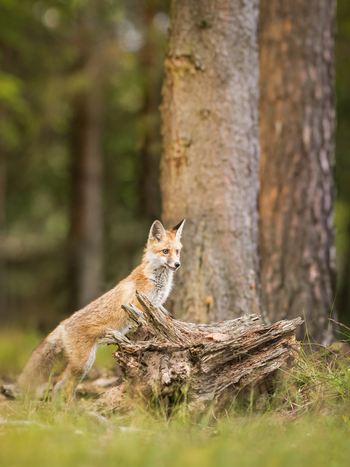 View of a red fox standing on a weathered tree stump in a forest in Debrzno Pomeranian Voivodeship Poland. View of a red fox standing on a weathered tree stump in a forest in Debrzno Pomeranian Voivodeship Poland.