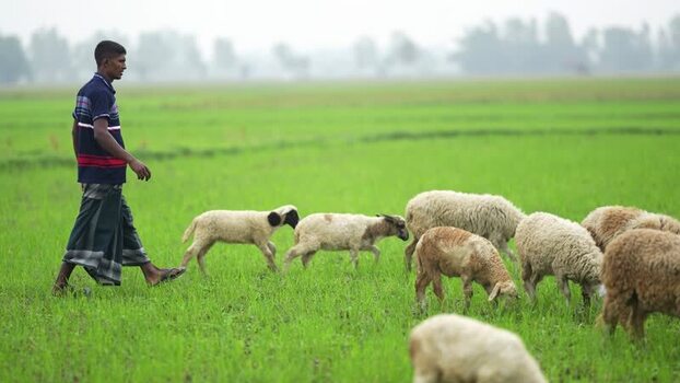 View of a shepherd walking with sheep in a green field Bangladesh. View of a shepherd walking with sheep in a green field Bangladesh.