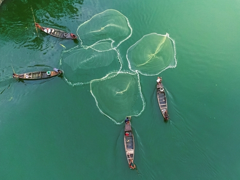 Khansama Upazila Bangladesh 11 June 2026 Aerial view of fishermen in small wooden boats casting circular nets into the green waters of a river.