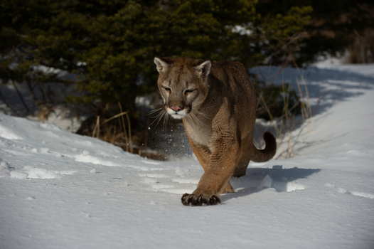 View of a mountain lion walking through deep snow with its claws extended and a pine tree in the background in USA. View of a mountain lion walking through deep snow with its claws extended and a pine tree in the background in USA.