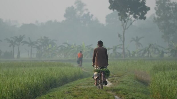 View of a man riding a bicycle through misty rice fields Bangladesh. View of a man riding a bicycle through misty rice fields Bangladesh.