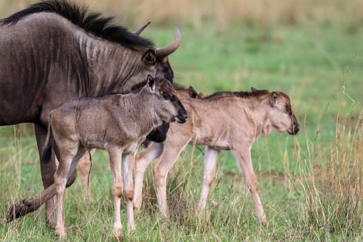 View of an adult wildebeest with two young calves walking through the tall green grass of the savanna in Waterberg District Municipality Limpopo South Africa.