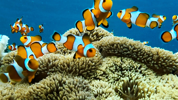 View of a school of vibrant orange and white clownfish swimming among the intricate textures of a coral reef in the clear blue waters of Karimunjawa Central Java Indonesia.
