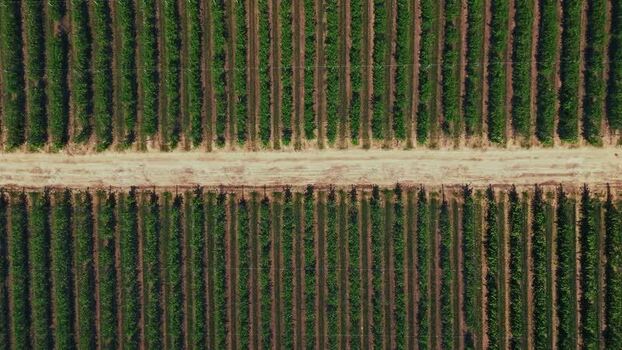 Aerial view of vineyard rows in Mala Remeta Serbia.