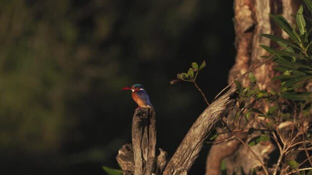 View of a kingfisher on a branch in Kruger Park South Africa.