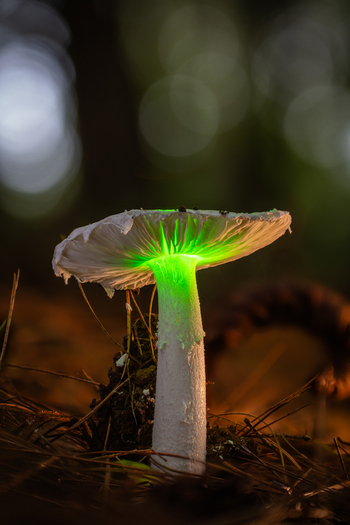 View of a solitary mushroom with an ethereal green glow illuminating its delicate gills and white stem emerging from the dark forest floor Kabupaten Soppeng South Sulawesi Indonesia. View of a solitary mushroom with an ethereal green glow illuminating its delicate gills and white stem emerging from the dark forest floor Kabupaten Soppeng South Sulawesi Indonesia.