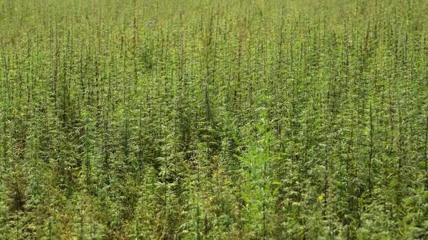 View of a dense cannabis field with tall green stalks Nepal.