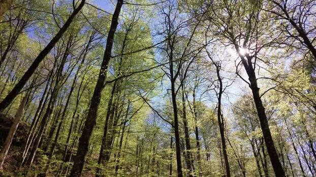 View of tall trees with green leaves against blue sky Sweden.