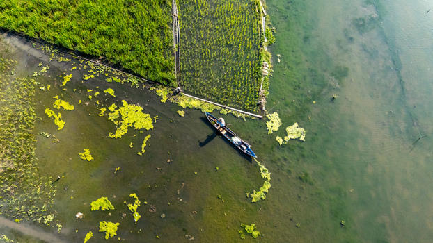 Aerial view of a fisherman in a small wooden boat on Lake Rawa Pening surrounded by lush green rice paddies and aquatic vegetation in Waduk Rawapening Central Java Indonesia. Aerial view of a fisherman in a small wooden boat on Lake Rawa Pening surrounded by lush green rice paddies and aquatic vegetation in Waduk Rawapening Central Java Indonesia.