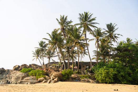 View of a tropical beach with tall palm trees and large coastal rocks on the sandy shore in Galle Southern Province Sri Lanka.