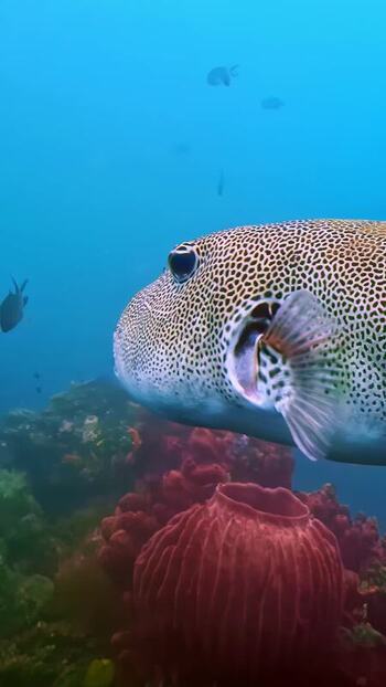View of a pufferfish near a red barrel sponge in Bali Indonesia. View of a pufferfish near a red barrel sponge in Bali Indonesia.