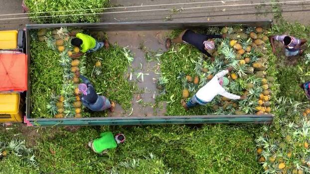 Aerial view of workers loading pineapples into a truck Bangladesh.