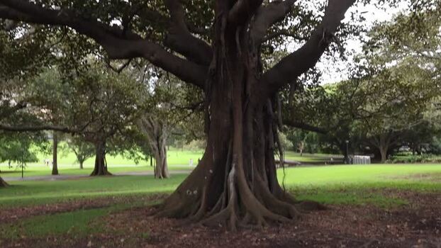 View of a large Moreton Bay Fig tree in Royal Botanic Garden Australia.