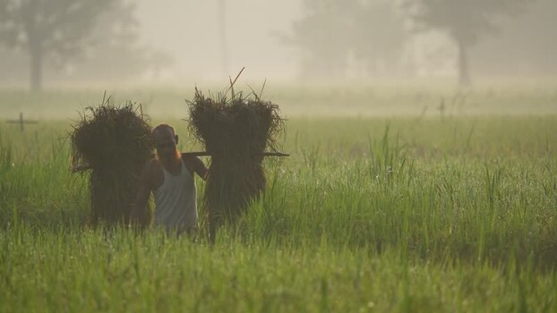 View of a farmer carrying harvested crops in a misty field Bangladesh. View of a farmer carrying harvested crops in a misty field Bangladesh.