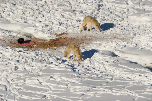View of two coyotes scavenging on a snow covered landscape with a raven nearby in Yellowstone National Park Wyoming United States. View of two coyotes scavenging on a snow covered landscape with a raven nearby in Yellowstone National Park Wyoming United States.
