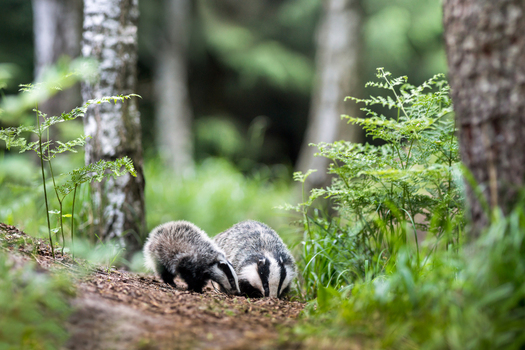 View of two badgers foraging on the forest floor surrounded by lush green ferns and birch trees in Debrzno Pomeranian Voivodeship Poland.