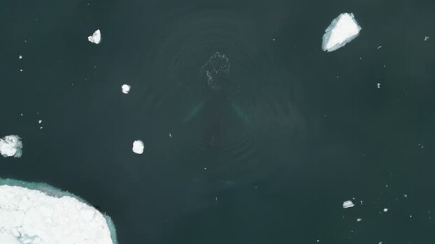 Aerial view of a whale surfacing in the Ilulissat Icefjord Greenland. Aerial view of a whale surfacing in the Ilulissat Icefjord Greenland.