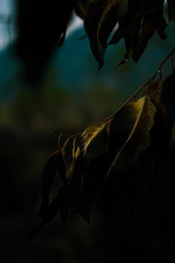 View of dark moody leaves on a branch in the natural landscape of Kintamani Bali Indonesia.