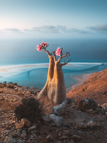 View of a blooming desert rose tree with pink flowers on a rocky cliff overlooking the turquoise waters and sandy coastline of Socotra Yemen. View of a blooming desert rose tree with pink flowers on a rocky cliff overlooking the turquoise waters and sandy coastline of Socotra Yemen.