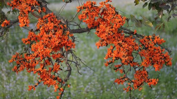 View of vibrant orange flowers on a tree branch Nepal.