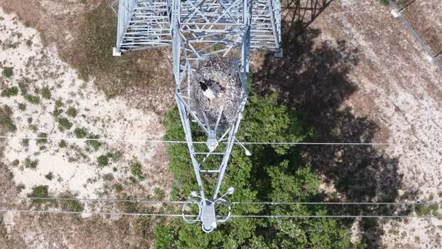 Aerial view of a stork nest on an electricity pylon Portugal.