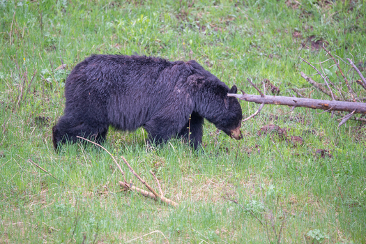 View of a black bear walking through a grassy meadow in Yellowstone National Park United States. View of a black bear walking through a grassy meadow in Yellowstone National Park United States.